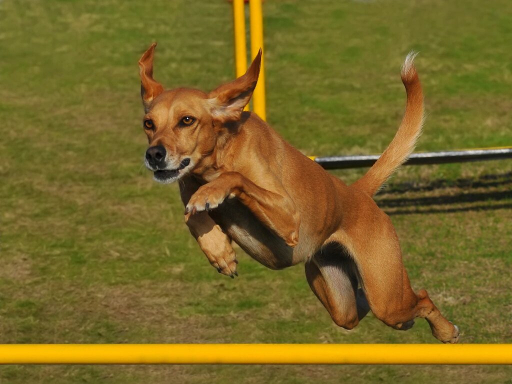 27 Attractive Low-Price Dividend Dogs To Buy In June