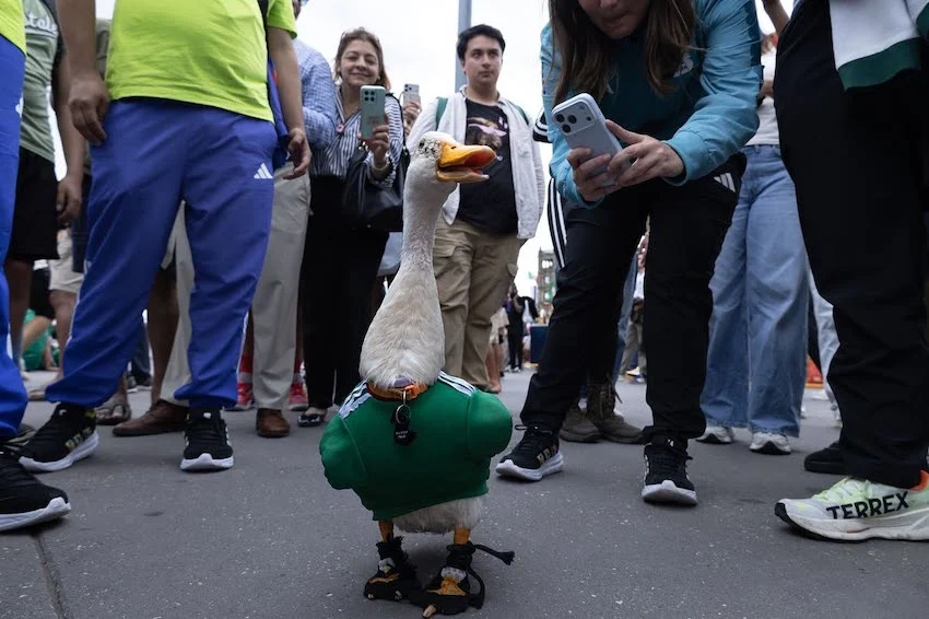 Merlin, the World Cup Duck, may be El Tri’s biggest fan Merlin World Cup duck