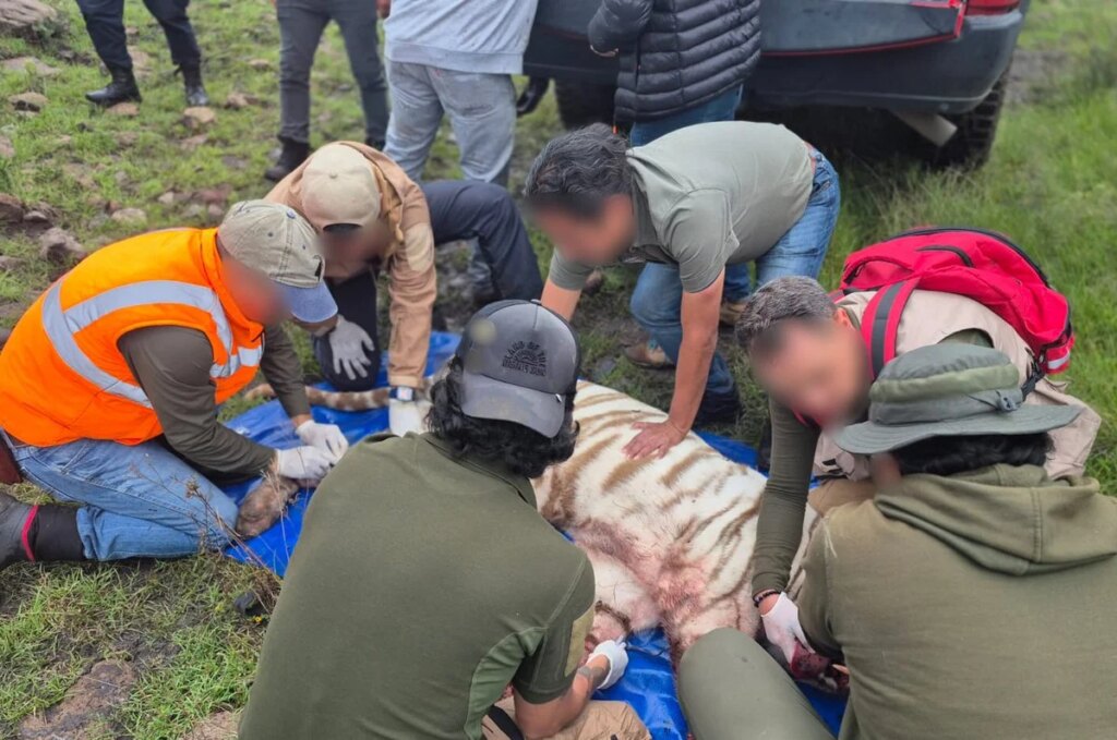 tiger rescue