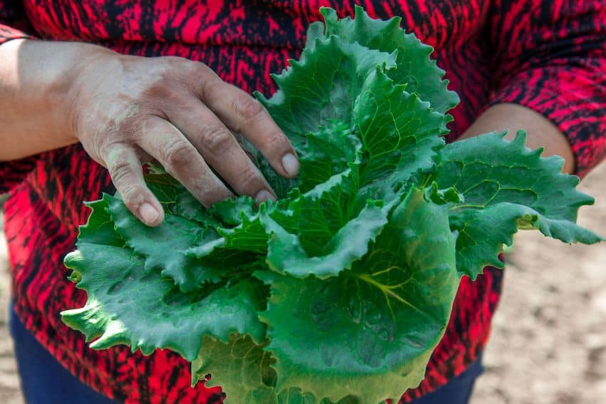 Is iceberg lettuce from Mexico safe to eat? head of lettuce