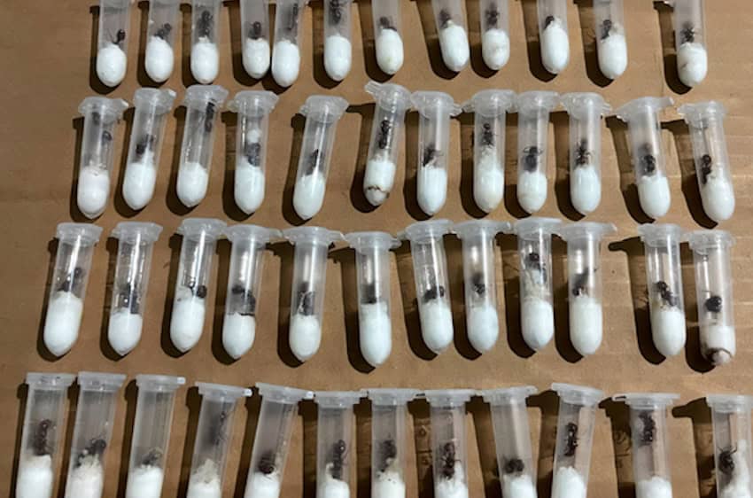 Mexico busts wildlife traffickers smuggling native ants tubes for smuggling queen ants