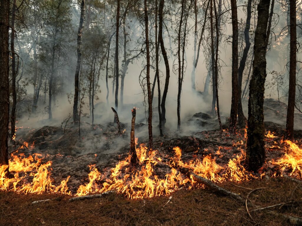 Photos: Wildfires ravage historic forest near Paris | In Pictures News Photos: Wildfires ravage historic forest near Paris | In Pictures News
