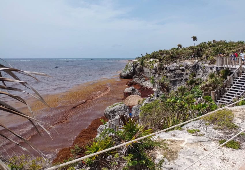 Sheinbaum vows action on Quintana Roo’s sargassum crisis Sargassum covers the beaches of the Tulum archaeological site on July 17