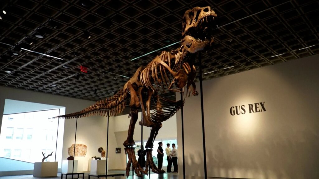 T.Rex skeleton sells for $50.1 million at New York auction | History