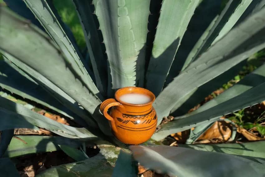 Tepoztlán: A pulque drinker’s ‘paradise’ Pulque serving perched in an agave plant