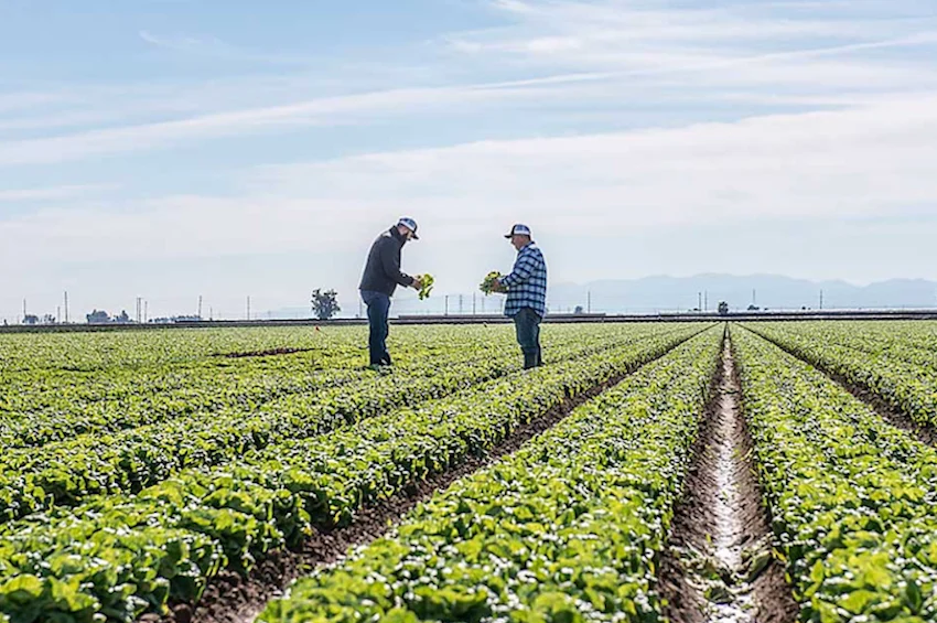 US parasite outbreak leads to a Mexican travel warning lettuce field