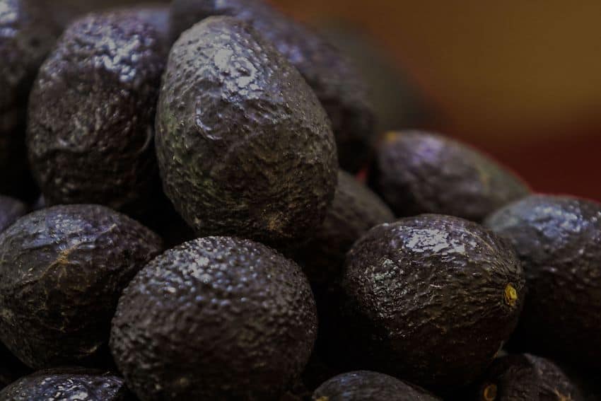After short-lived suspension, Michocán avocado exports resume avocados