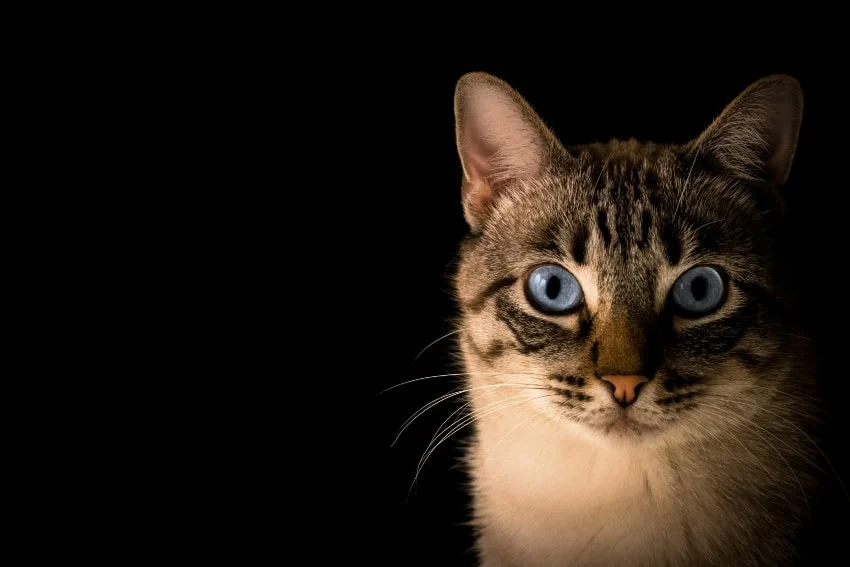 Attention cat lovers! A cat museum has opened in Mexico City Cat museum in Mexico City