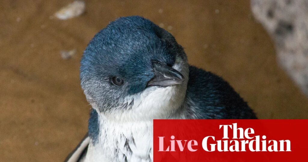 Australia news live: St Kilda may lose hundreds of little penguins to bird flu; corruption inquiry told of $50,000 branch stacking scheme | Australia news
