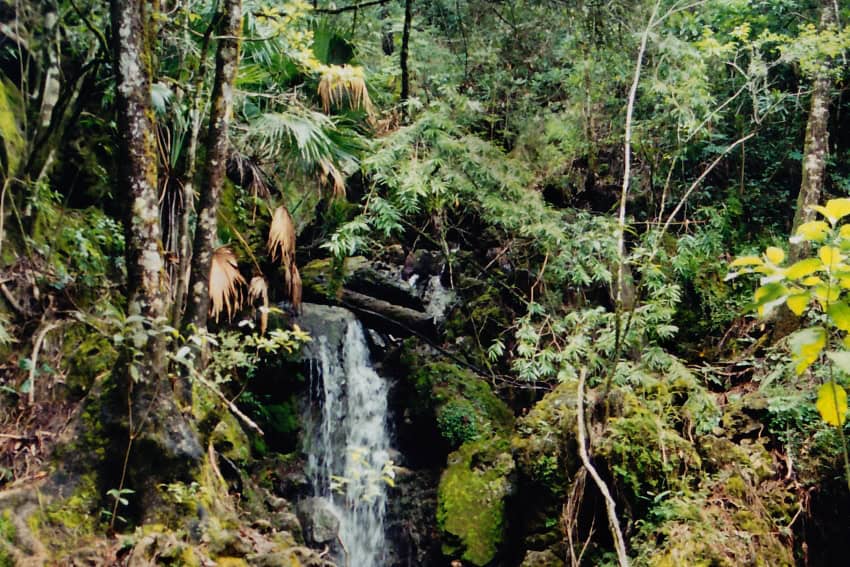 ‘The Forgotten Ones’: Mexico’s mysterious forest guardians El Cielo Biosphere Reserve in Tamaulipas