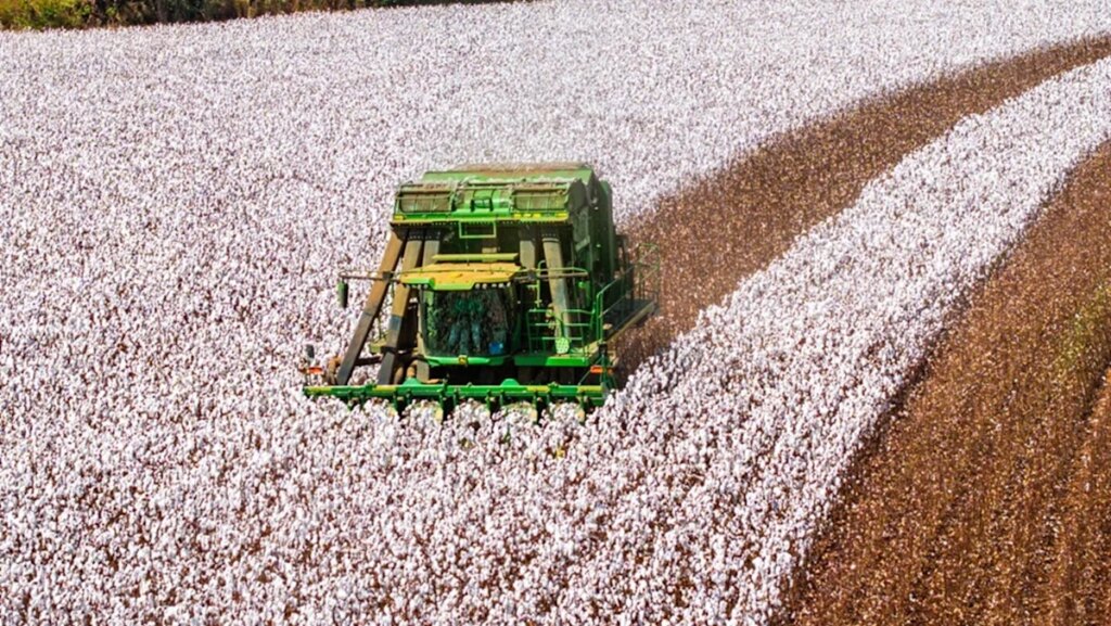Brazil claims top cotton exporter spot over US with record revenue