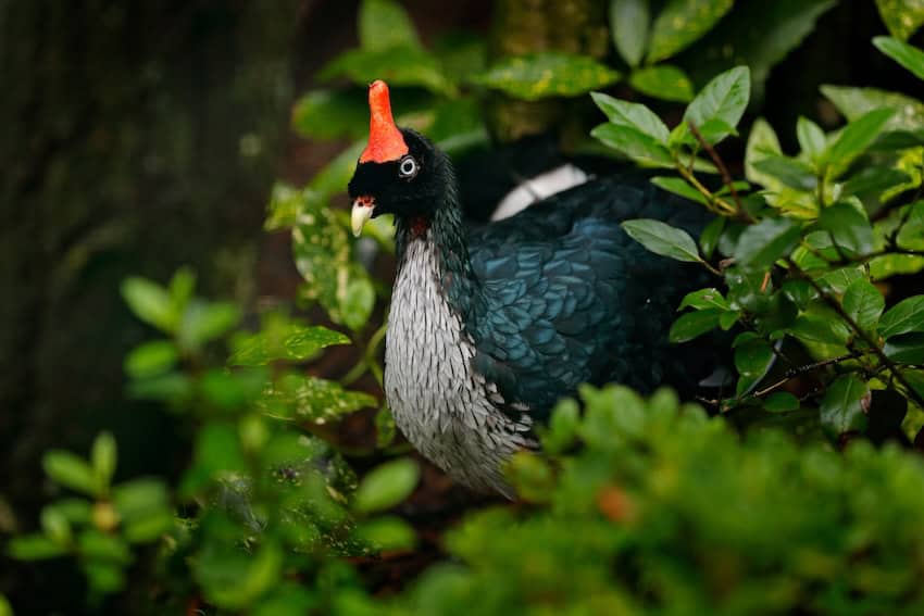 Mexico’s horned guan: A strange bird with an ancient secret A horned guan pictured hiding in some bushes.