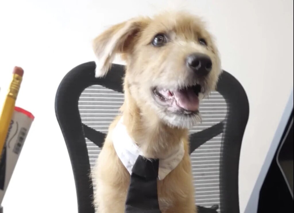 The National Palace’s new resident has four legs and one role Rollo, new dog at Mexico
