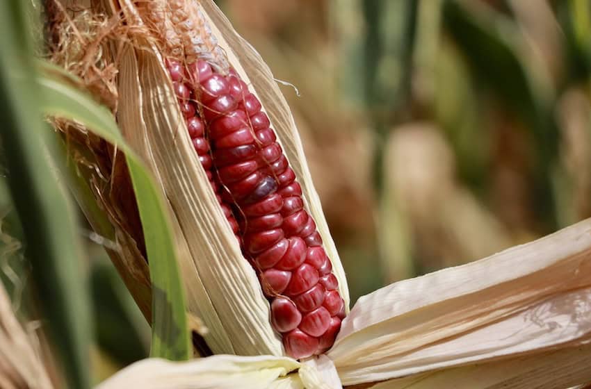 Women farmers in southwest Mexico report catastrophic drought corn growing
